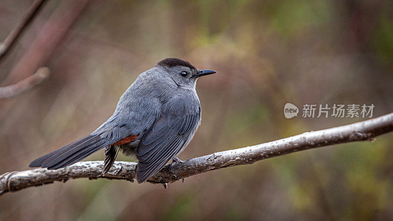 Moqueur chat (Dumetella carolinensis)，灰猫鸟。